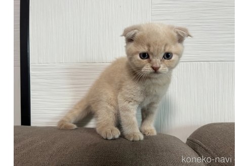 成約済の茨城県のスコティッシュフォールド(折れ耳)-95968の3枚目